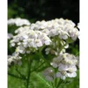 Achillea - Olio Essenziale Puro