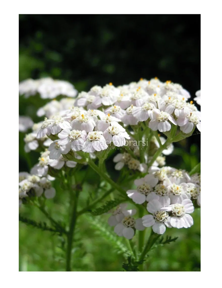 Achillea - Olio Essenziale Puro