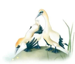 Agata e la Coppia di Anatre