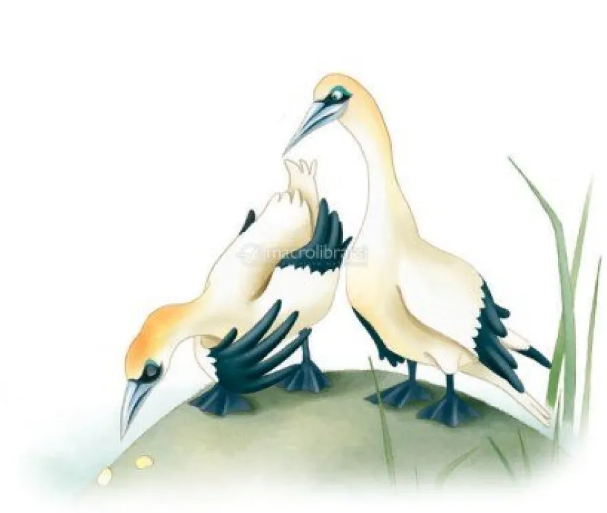 Agata e la Coppia di Anatre
