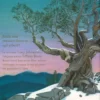 Alberi