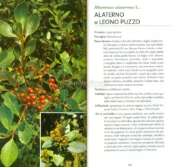 Alberi e Arbusti
