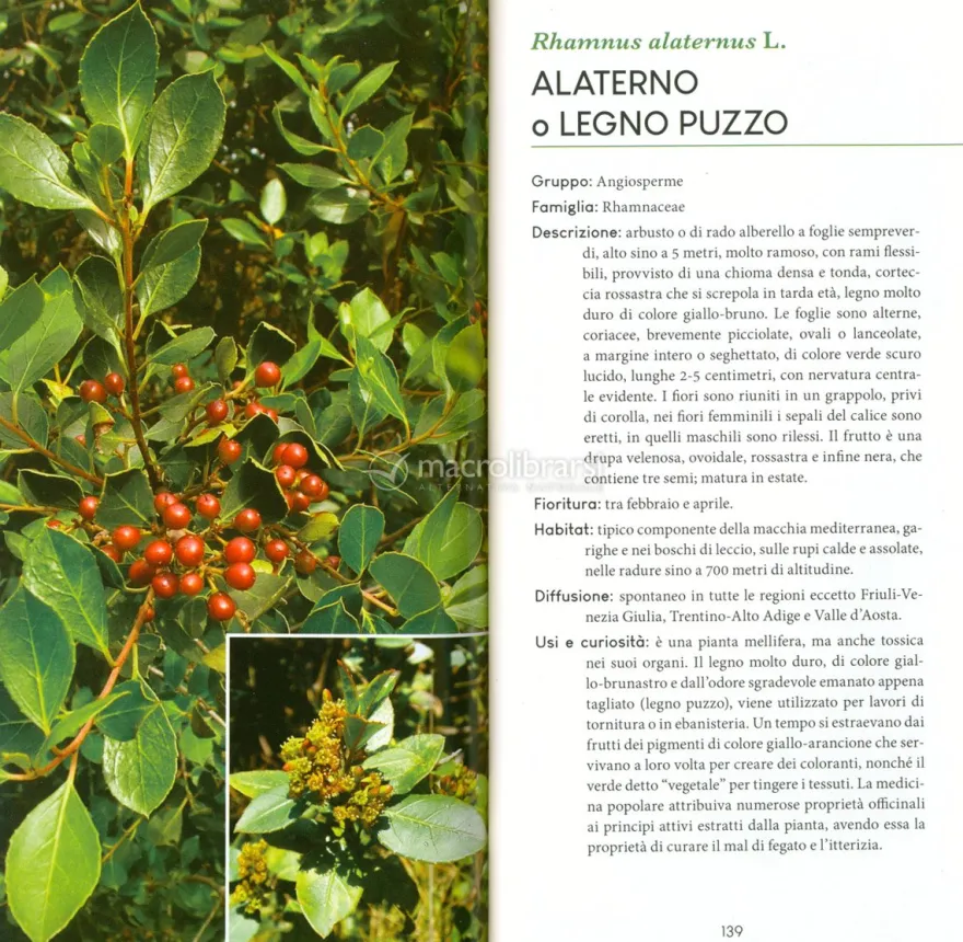 Alberi e Arbusti