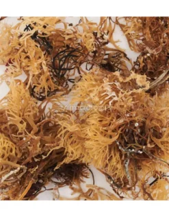 Alghe Irish Moss Essiccate Biologiche