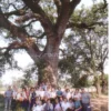Alla Scoperta dei Patriarchi Arborei