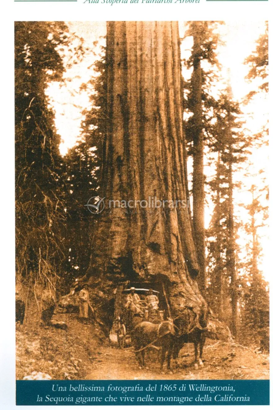 Alla Scoperta dei Patriarchi Arborei