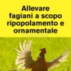 Allevare Fagiani a scopo Ripopolamento e Ornamentale