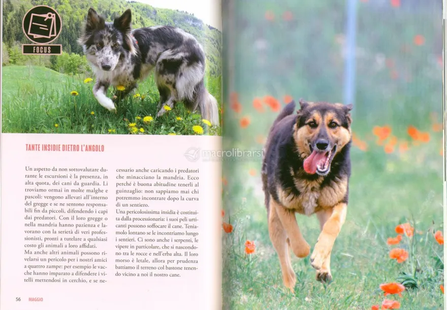 Almanacco del Cane e del Gatto