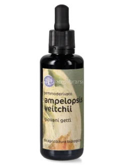 Ampelopsis Vetchii - Gemmoderivato - Giovani Getti