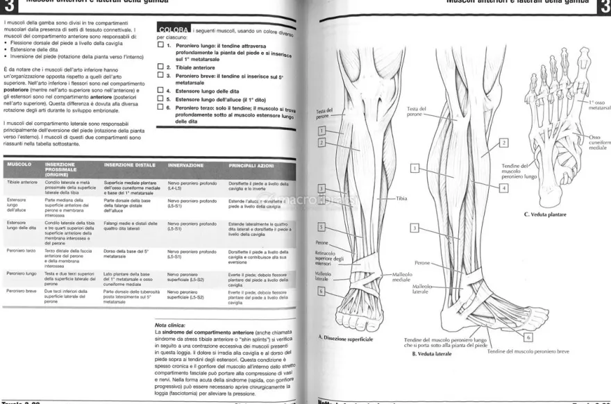 Anatomia da Colorare