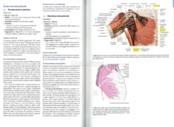 Anatomia per Osteopati