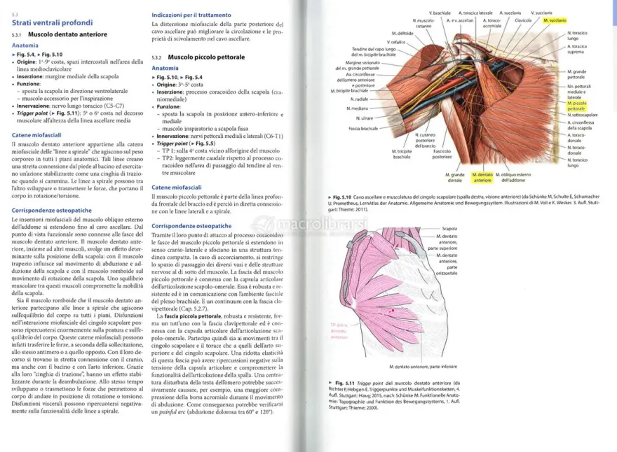 Anatomia per Osteopati