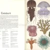 Animalium