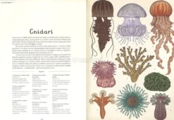 Animalium