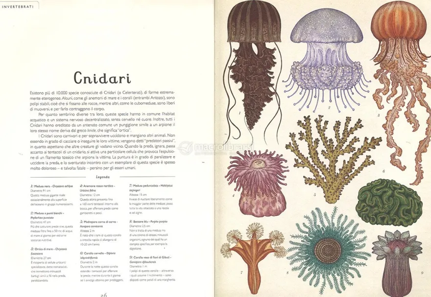 Animalium