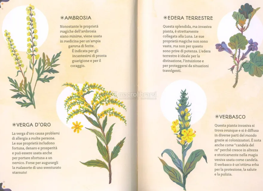 Apprendista Strega