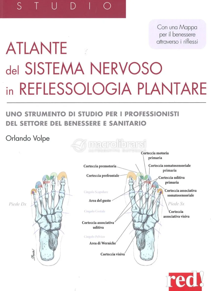 Atlante del Sistema Nervoso in Reflessologia Plantare