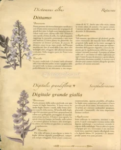 Atlante Illustrato delle Piante Medicinali e Curative