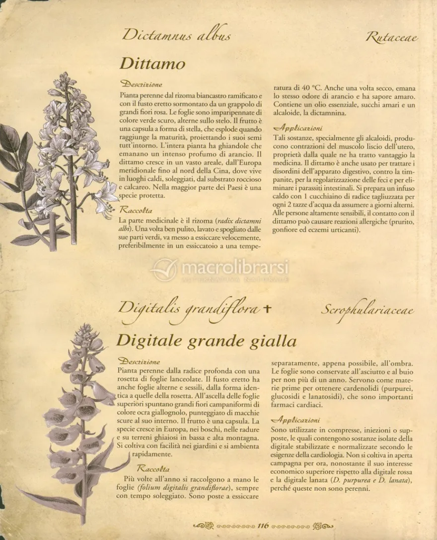 Atlante Illustrato delle Piante Medicinali e Curative