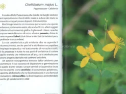 Botanica Urbana
