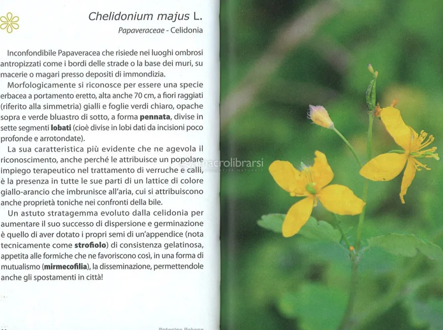 Botanica Urbana