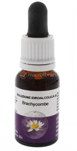 Brachycombe - Fiori australiani