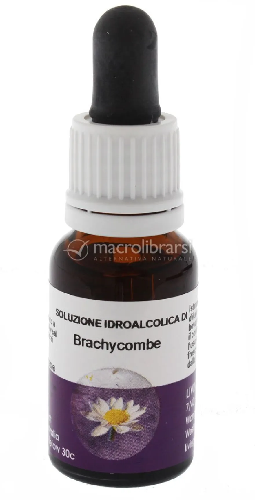 Brachycombe - Fiori australiani