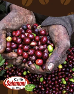 Caffè Arabica e Cacao Bio