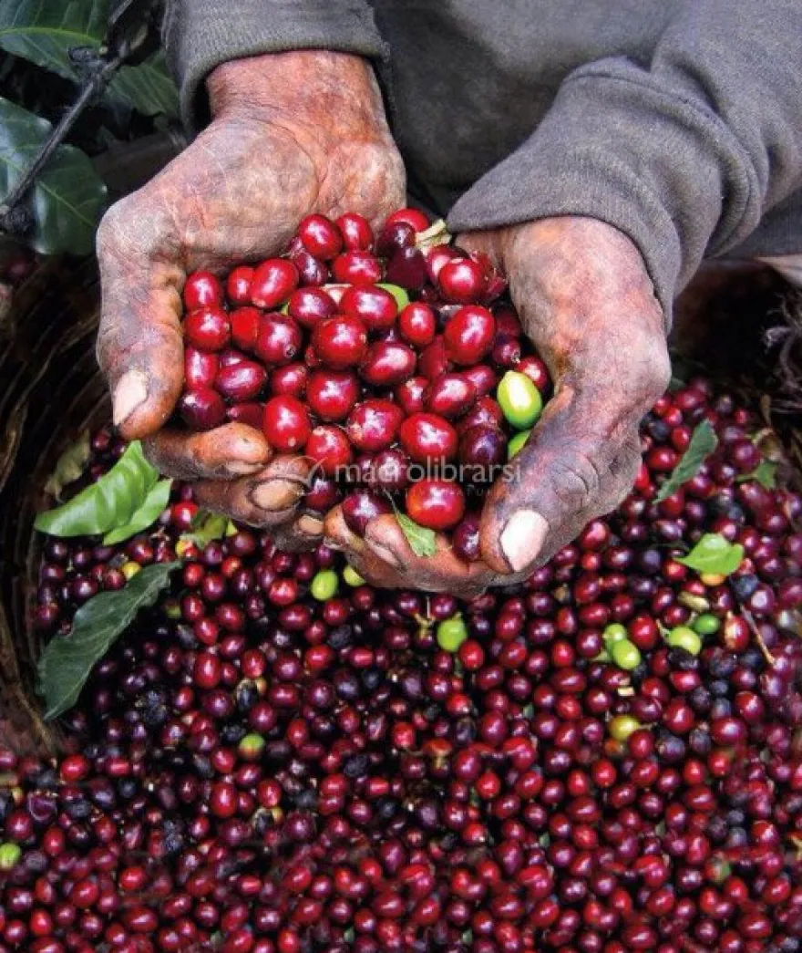Caffè Arabica Macinato per Moka Bio