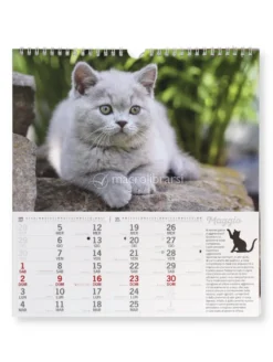 Calendario da Parete Gatti 2027
