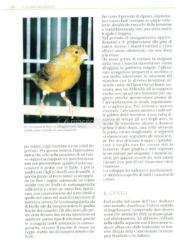 Canarini del Mondo