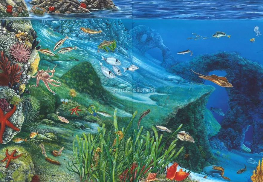 Caro Mare