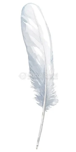 Carte per la Divinazione - Divine Feather Messenger