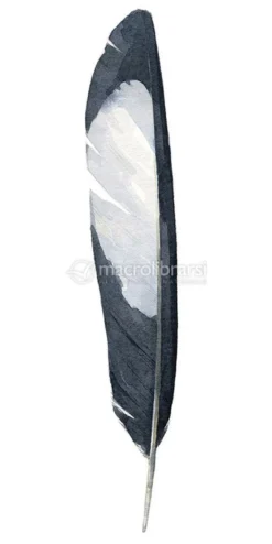 Carte per la Divinazione - Divine Feather Messenger