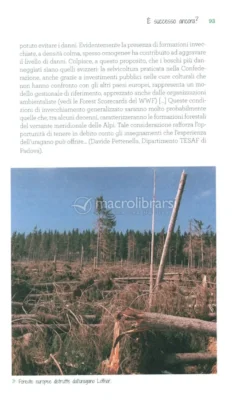 C'era una Volta il Bosco