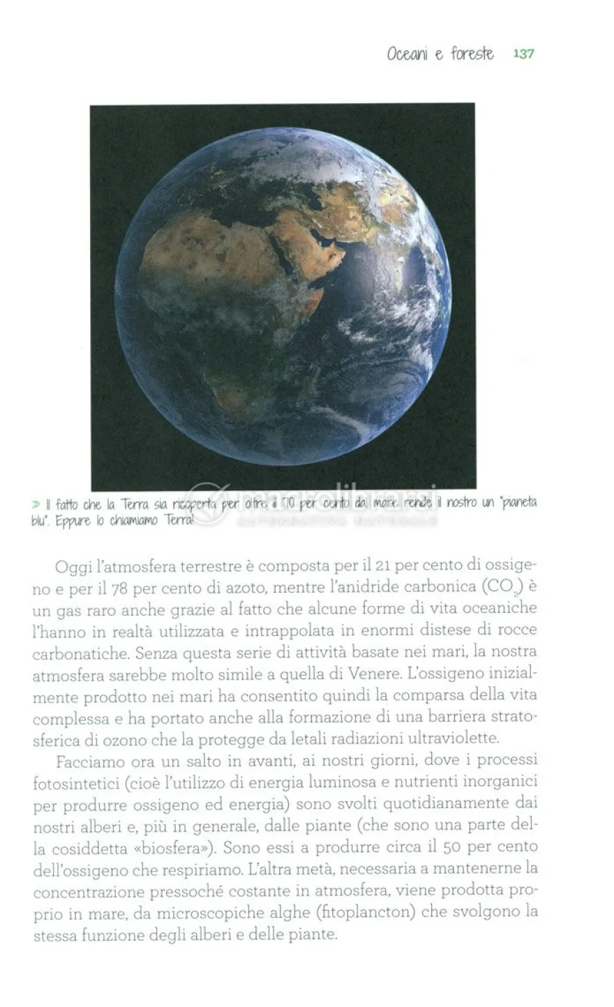 C'era una Volta il Bosco