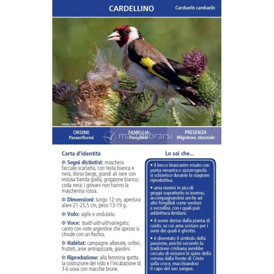 Che specie di Uccello è Questo?