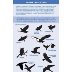 Che specie di Uccello è Questo?