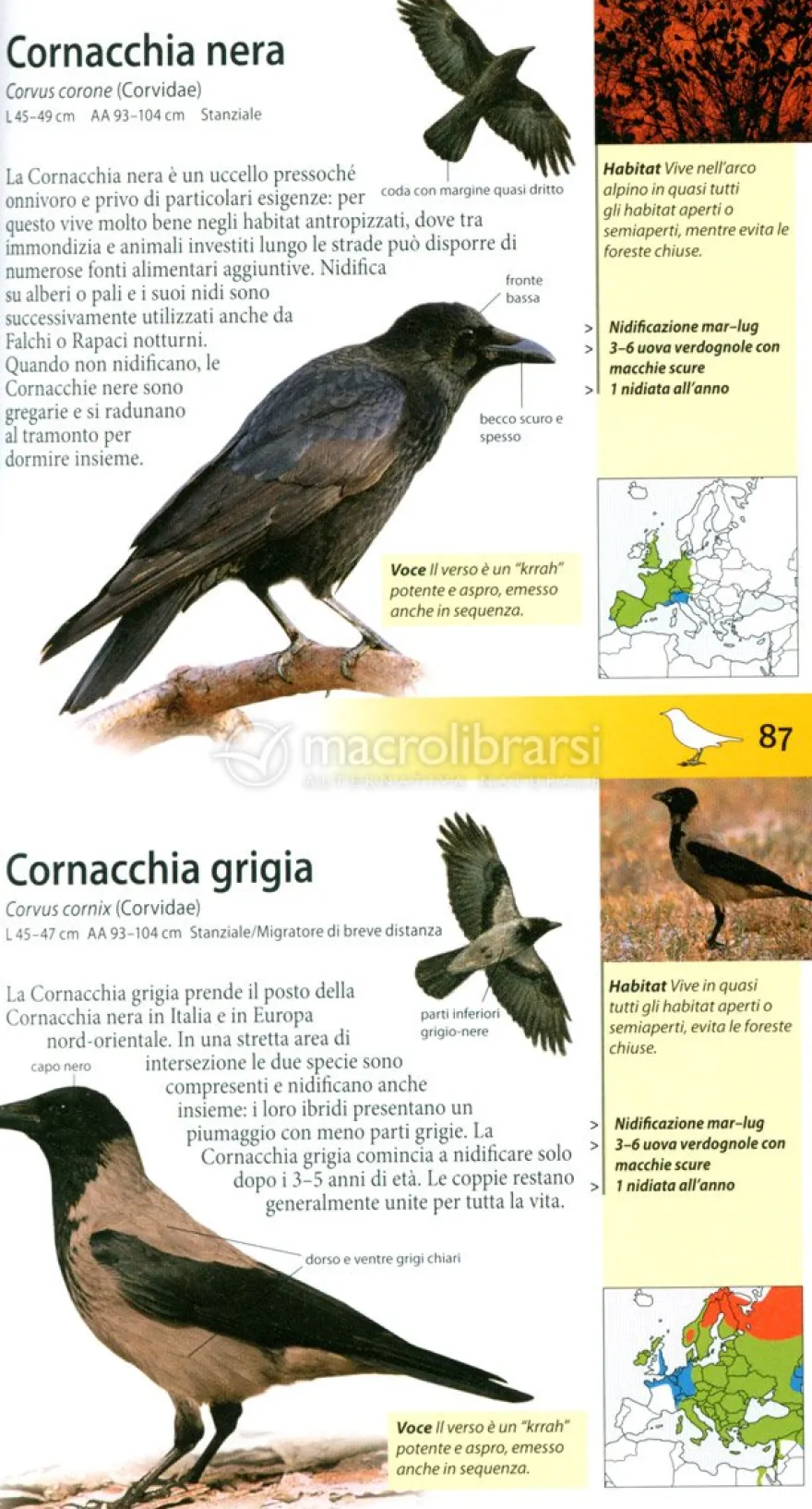 Che Uccello è Questo?