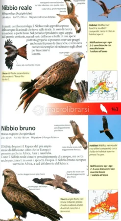 Che Uccello è Questo?