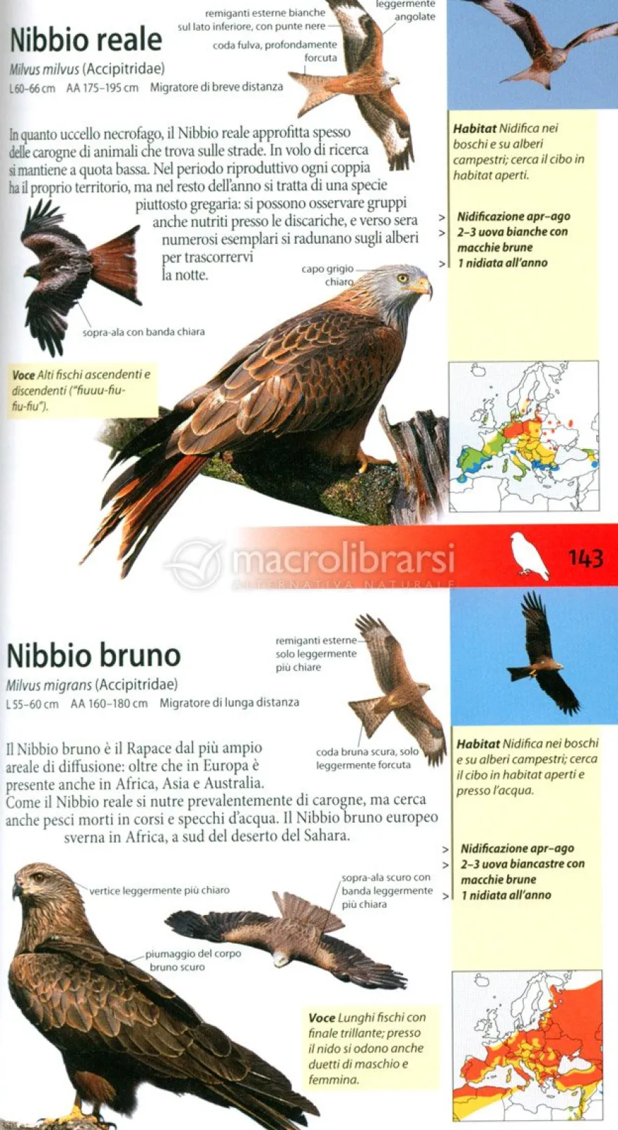 Che Uccello è Questo?