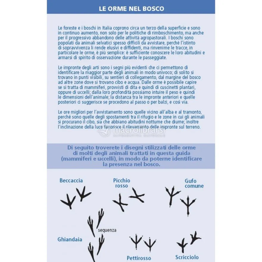 Chi è Questo Animale del Bosco?