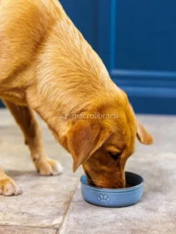 Ciotola per Cani in Ceramica - Zampa - 13cm