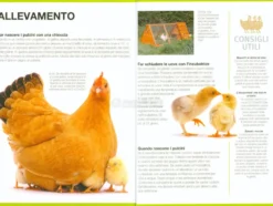 Come Allevare Galline Felici