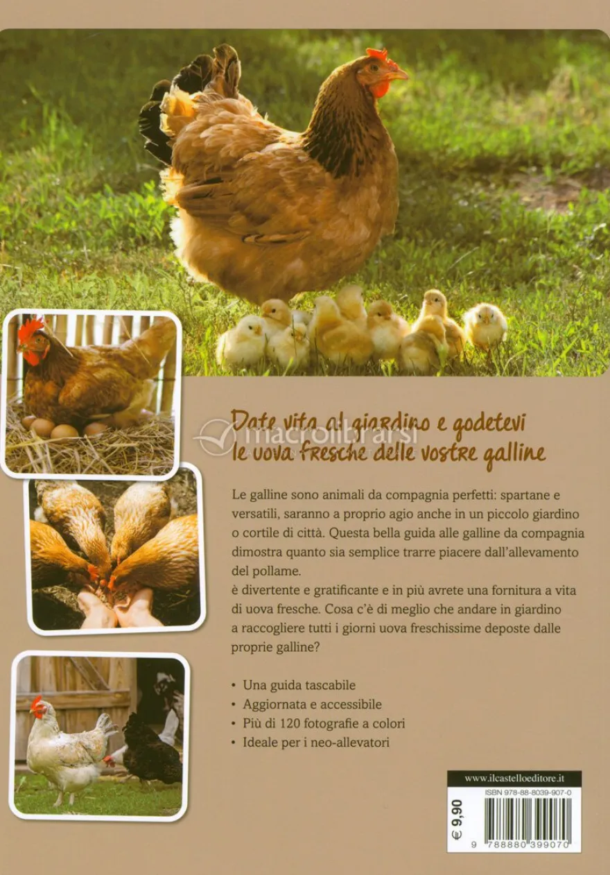 Come Allevare Galline Felici
