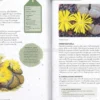 Come Coltivare Cactus e Succulente