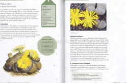 Come Coltivare Cactus e Succulente