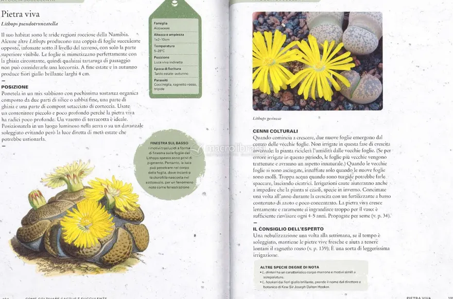 Come Coltivare Cactus e Succulente