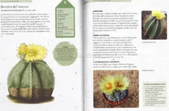 Come Coltivare Cactus e Succulente