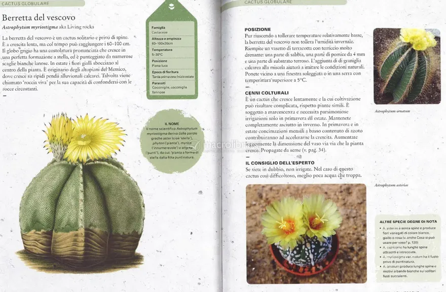 Come Coltivare Cactus e Succulente